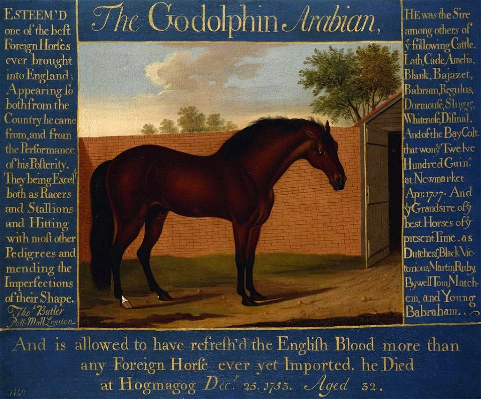 Thomas Butler (active 1750-55) - The Godolphin Arabian - RCIN 406001 - Royal Collection