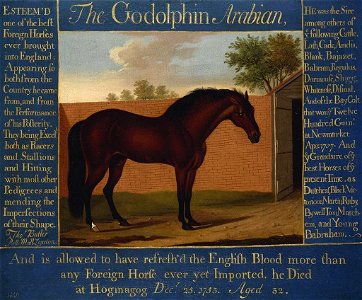 Thomas Butler (active 1750-55) - The Godolphin Arabian - RCIN 406001 - Royal Collection