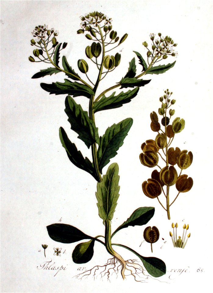 Thlaspi arvense — Flora Batava — Volume v1