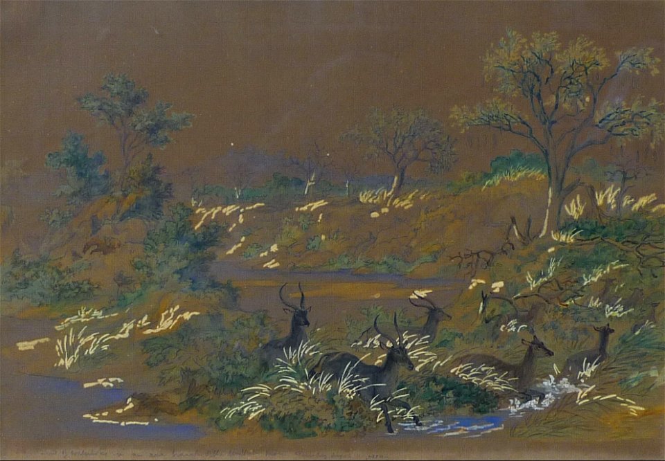 Thomas Baines - Herd of antelope