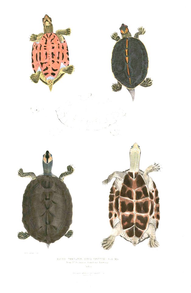 Thomas Hardwicke, Pangshura tentoria (1832)