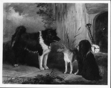 Thomas Musgrove Joy (1812-66) - Three Dogs, An Eskimo Dog, A Basenji from the Niger and Nelson, a Poodle - RCIN 406602 - Royal Collection. Free illustration for personal and commercial use.