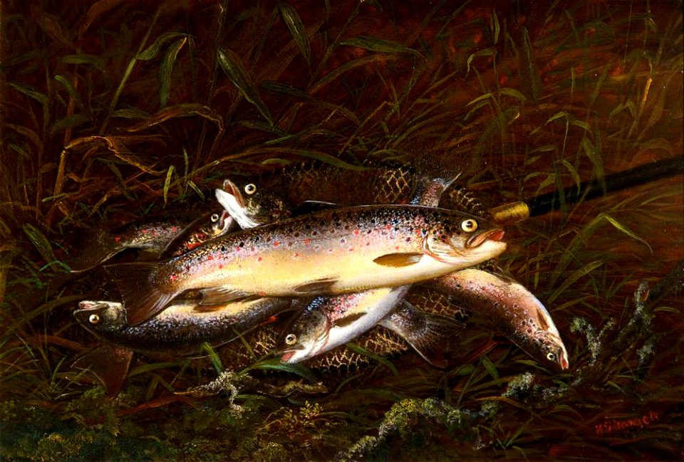 Thomas Greenslade Targett (c.1829-1891) - Dead Trout - 1257180 - National Trust