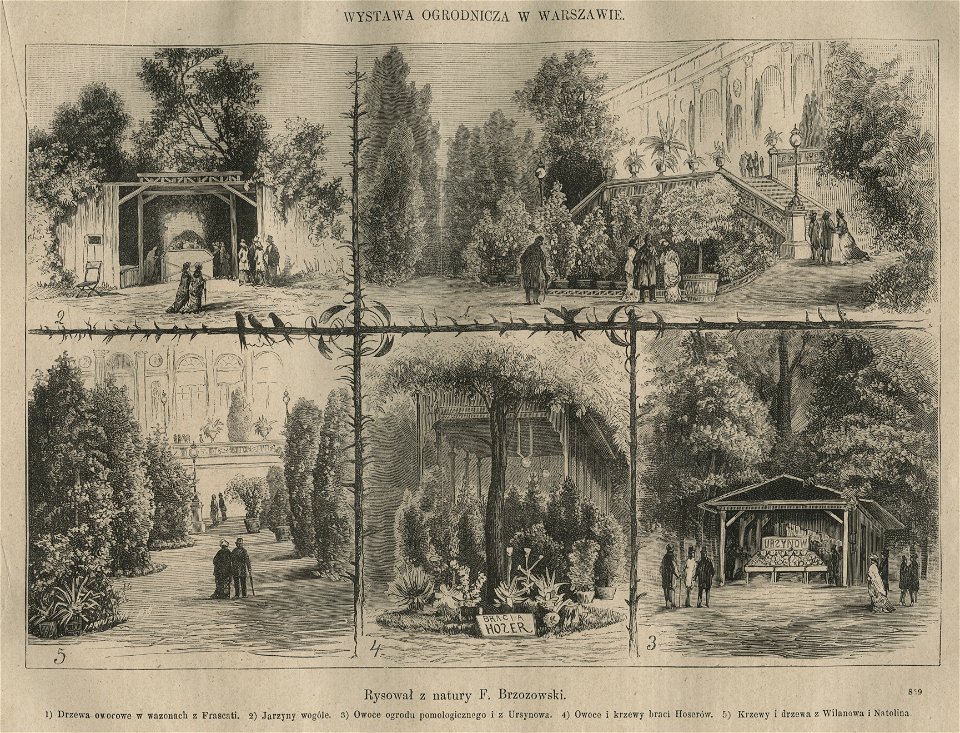 Wystawa ogrodnicza w Warszawie 1881 (58782)