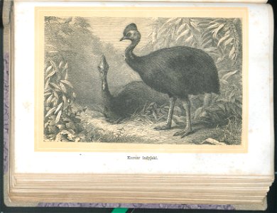 Zycie i obyczaje zwierzat 1873 (24757248)