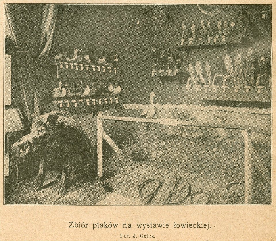 Zbiór ptaków na wystawie łowieckiej - Fot. J. Golcz (68589)
