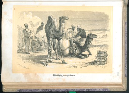 Zycie i obyczaje zwierzat 1873 (24757087)
