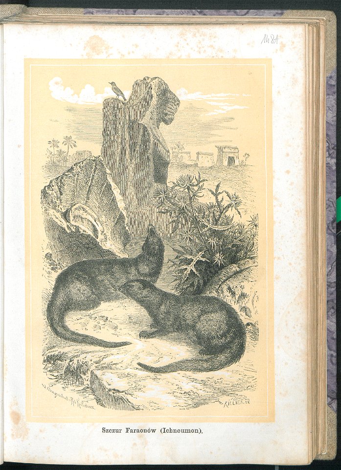 Zycie i obyczaje zwierzat 1873 (24756816)
