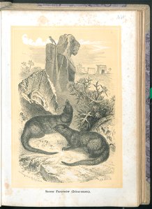 Zycie i obyczaje zwierzat 1873 (24756816)