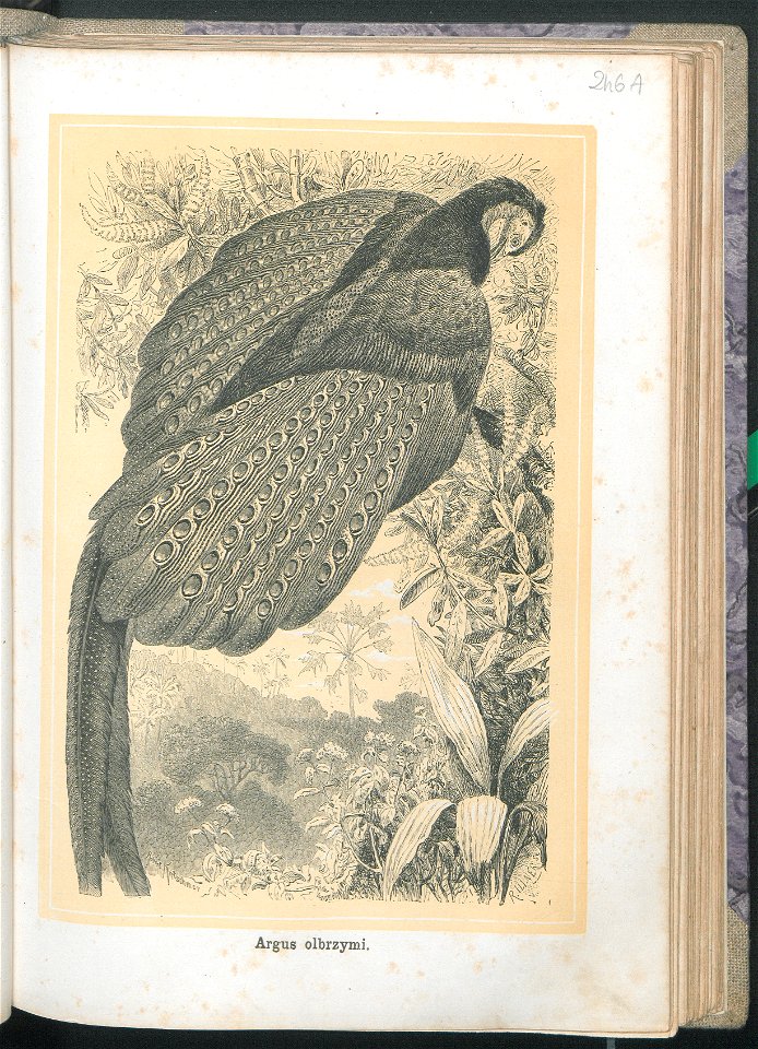 Zycie i obyczaje zwierzat 1873 (24757233)