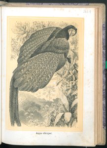 Zycie i obyczaje zwierzat 1873 (24757233)