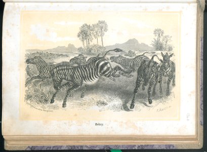 Zycie i obyczaje zwierzat 1873 (24757069)