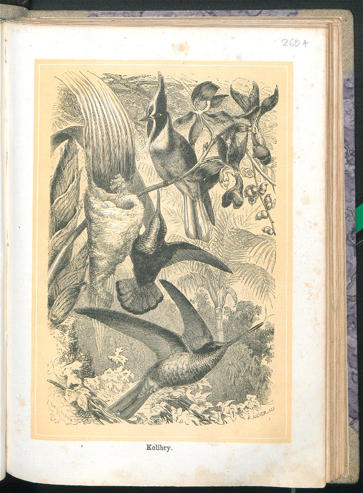 Zycie i obyczaje zwierzat 1873 (24757393)