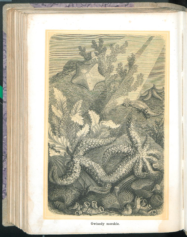 Zycie i obyczaje zwierzat 1873 (24757847)