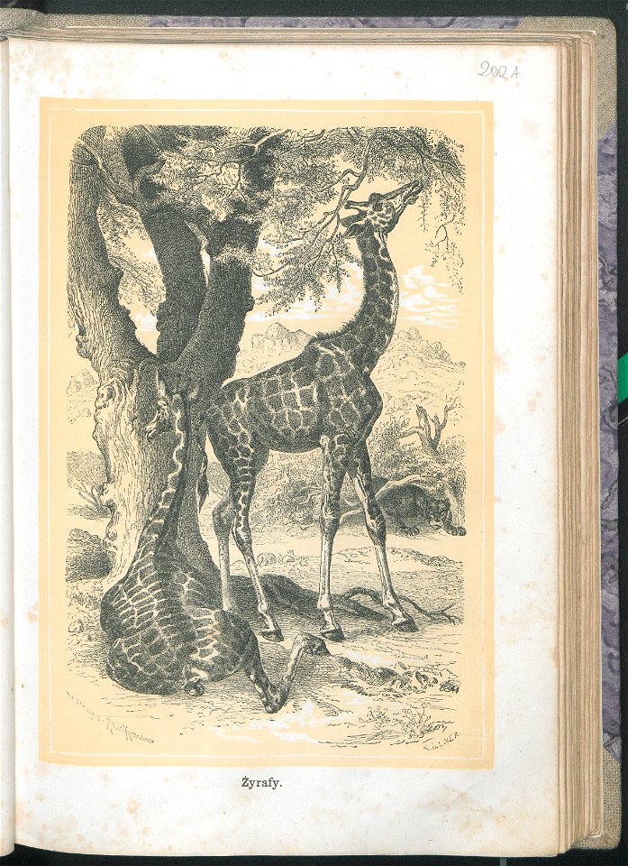 Zycie i obyczaje zwierzat 1873 (24757100)