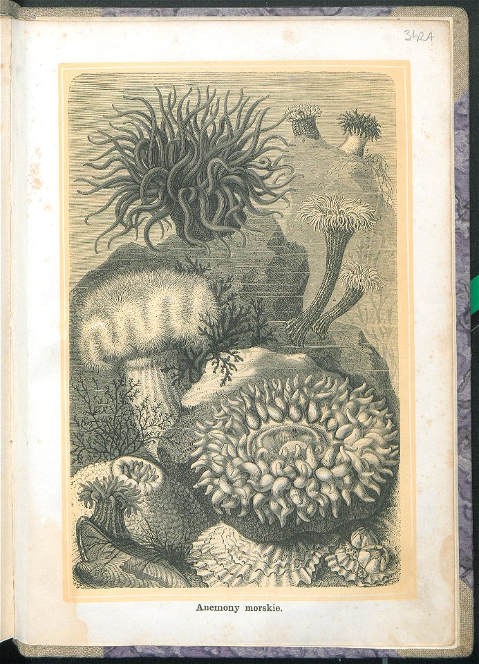 Zycie i obyczaje zwierzat 1873 (24757855)