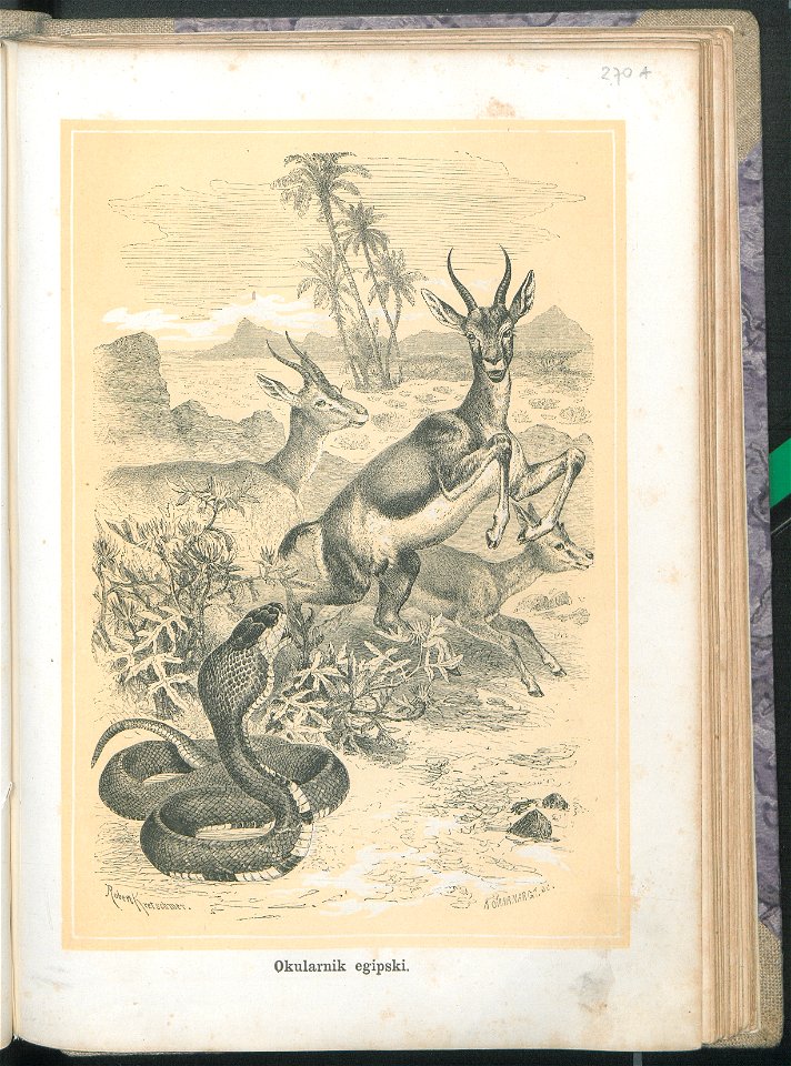 Zycie i obyczaje zwierzat 1873 (24757553)