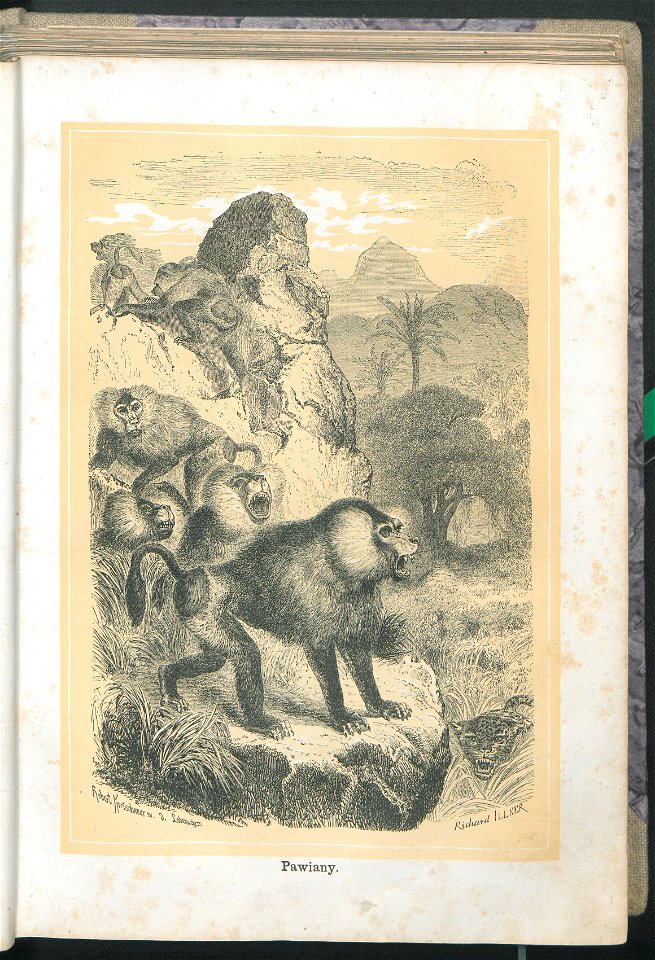 Zycie i obyczaje zwierzat 1873 (24756323)