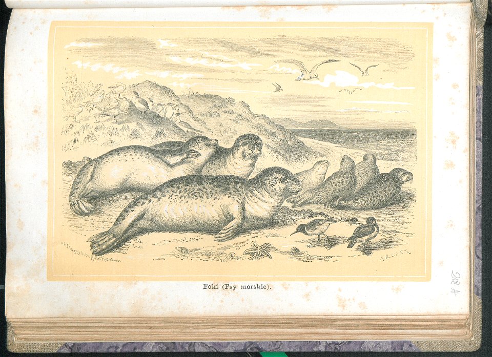 Zycie i obyczaje zwierzat 1873 (24757152)
