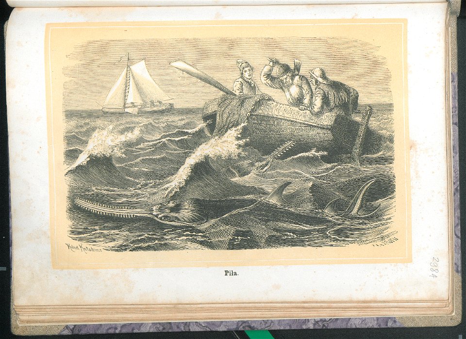 Zycie i obyczaje zwierzat 1873 (24757742)