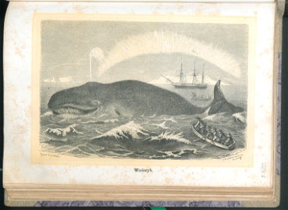 Zycie i obyczaje zwierzat 1873 (24757180)
