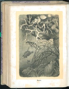 Zycie i obyczaje zwierzat 1873 (24757839)