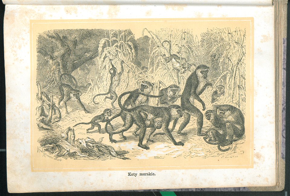 Zycie i obyczaje zwierzat 1873 (24756297)