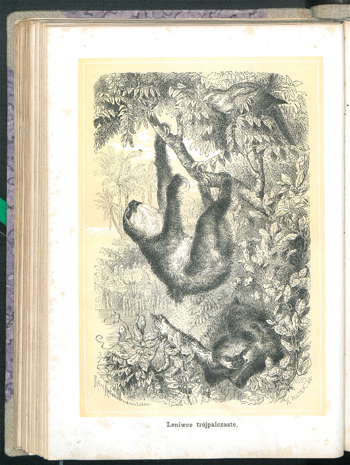 Zycie i obyczaje zwierzat 1873 (24757006)