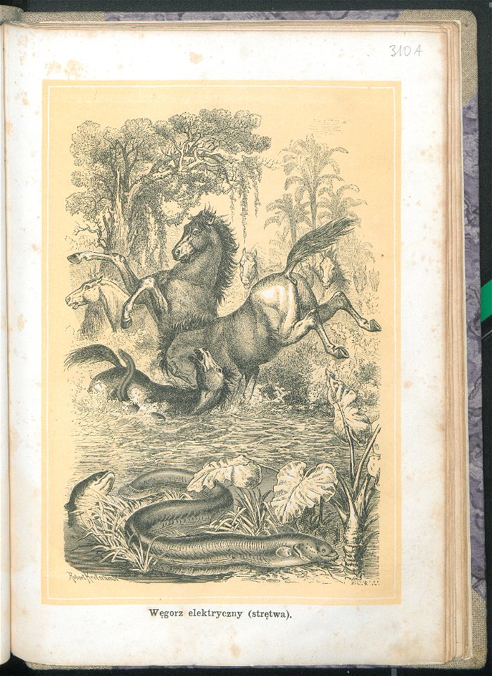 Zycie i obyczaje zwierzat 1873 (24757771)