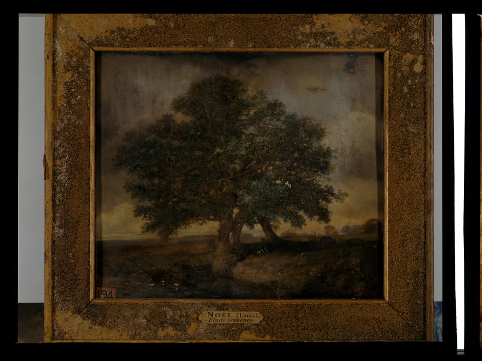 Étude de chênes - Louis Noël - musée d'art et d'histoire de Saint-Brieuc, DOC 194