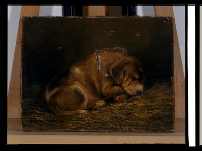 Étude de chien - Yvonne de Kock - musée d'art et d'histoire de Saint-Brieuc, DOC 58