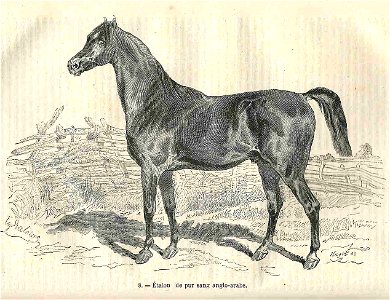 Étalon pur-sang anglo-arabe