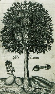 Öhl-Baum - Enderlin Jacob - 1686