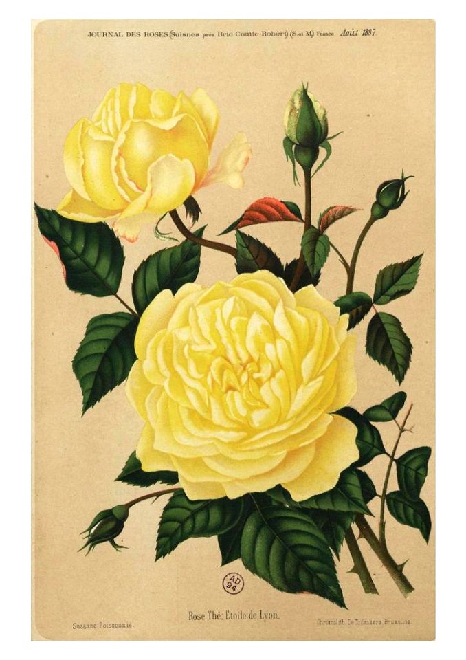 Étoile de Lyon Journal des Roses