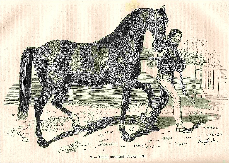 Étalon normand d'avant 1830