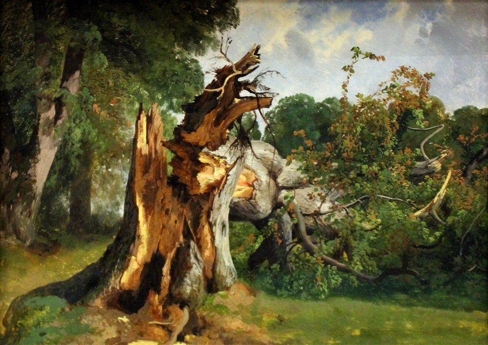 Étude de tronc d'arbre Alexandre Calame