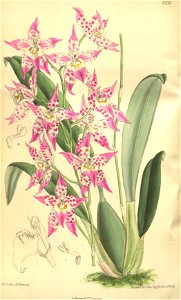 × Odontioda heatonensis (Odontoglossum cirrhosum × Cochlioda sanguinea = Odontoglossum sanguineum) - Curtis' 133 (Ser. 4 no. 3) pl. 8133 (1907). Free illustration for personal and commercial use.