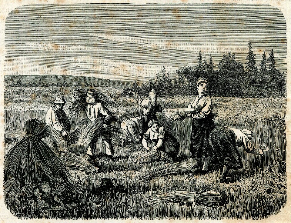 Žnivo. Жніво (1882)