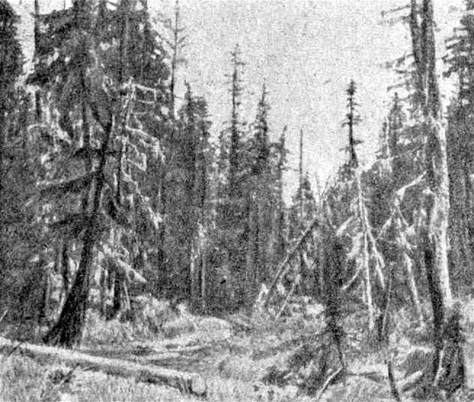 Арсеньев - В горах Сихотэ-Алиня (1937) 24