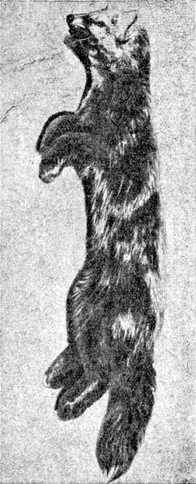 Арсеньев - В горах Сихотэ-Алиня (1937) 03