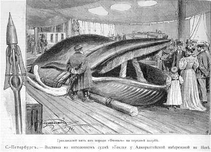 Китоловное судно, 1894