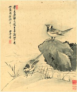 清 楊晉 花鳥十二開 11