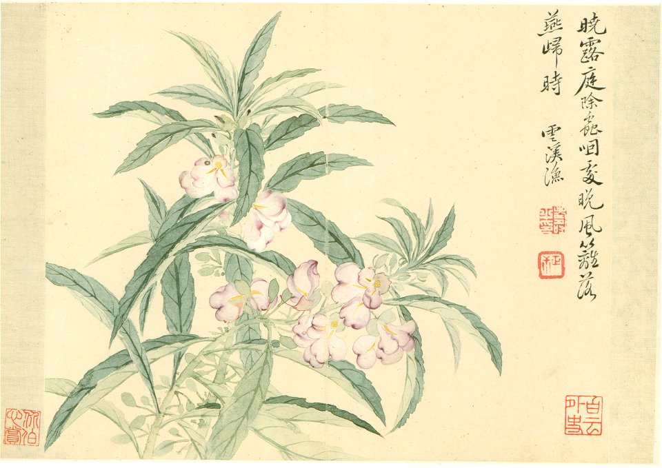 清 惲壽平 花卉冊 6