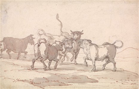 Thomas Rowlandson - A Group of Five Bulls about to Fight - Google Art Project