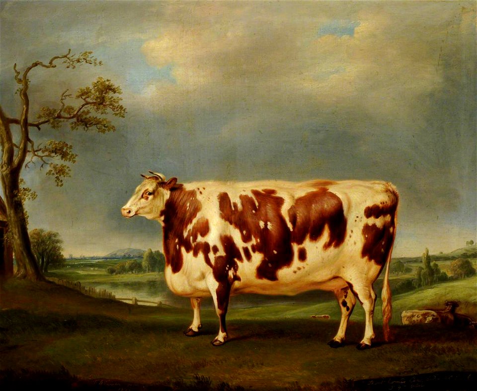 Thomas Weaver (1774-1843) - A Brindled Shorthorn Cow, Bred at Calke - 290476 - National Trust