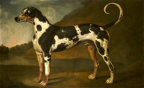 Thomas Stringer (1722-1790) - A Harlequin Great Dane Called 'Turpin' - 932309 - National Trust
