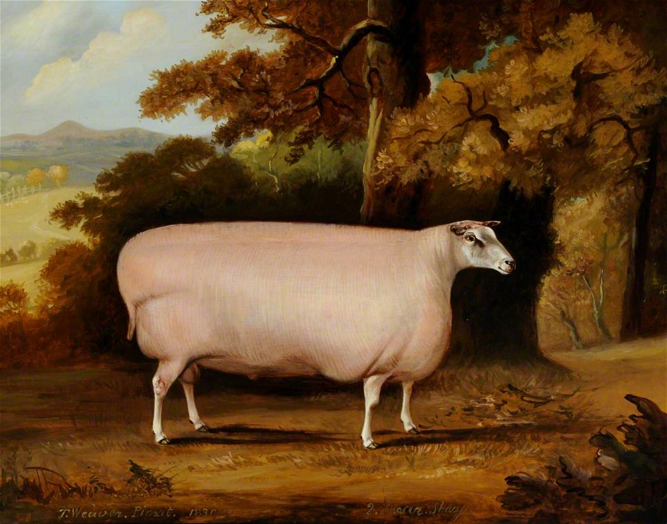 Thomas Weaver (1774-1843) - A Shearling Sheep - 290472 - National Trust