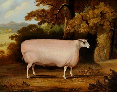 Thomas Weaver (1774-1843) - A Shearling Sheep - 290472 - National Trust