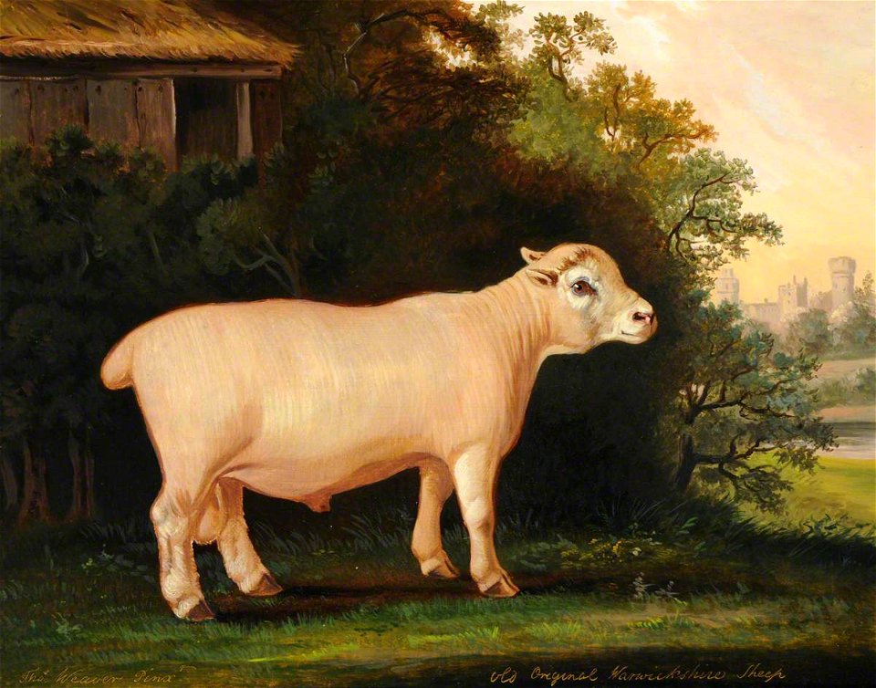 Thomas Weaver (1774-1843) - A Prize Warwickshire Lamb - 290468 - National Trust