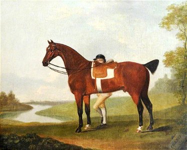 Thomas Stringer (1722-1790) - A Bay Horse, 'Chance', and a Jockey - 1420370 - National Trust